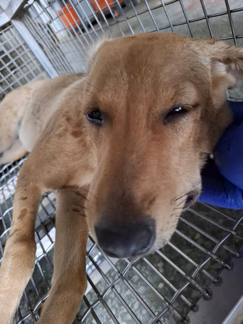 Tan adult female mixed-breed dog, Large, shelter no. …3-06