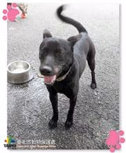 Black young male mixed-breed dog, Medium, shelter no. …0914