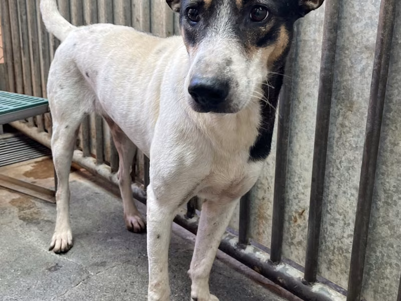 Black-and-white adult male mixed-breed dog, Medium, shelter no. …9001