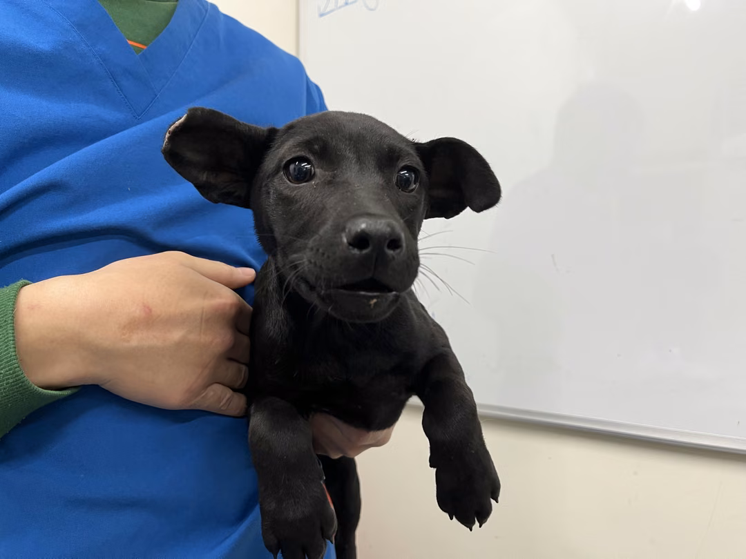 Black young female mixed-breed dog, Small, shelter no. …2605
