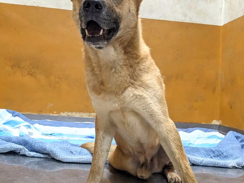 Tan adult male mixed-breed dog, Medium, shelter no. …1002