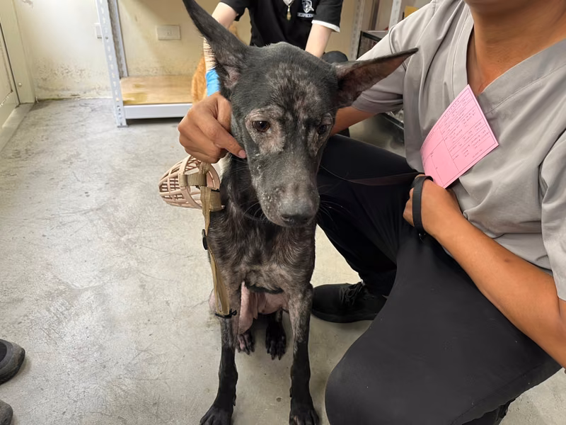 Black adult female mixed-breed dog, Medium, shelter no. …3115