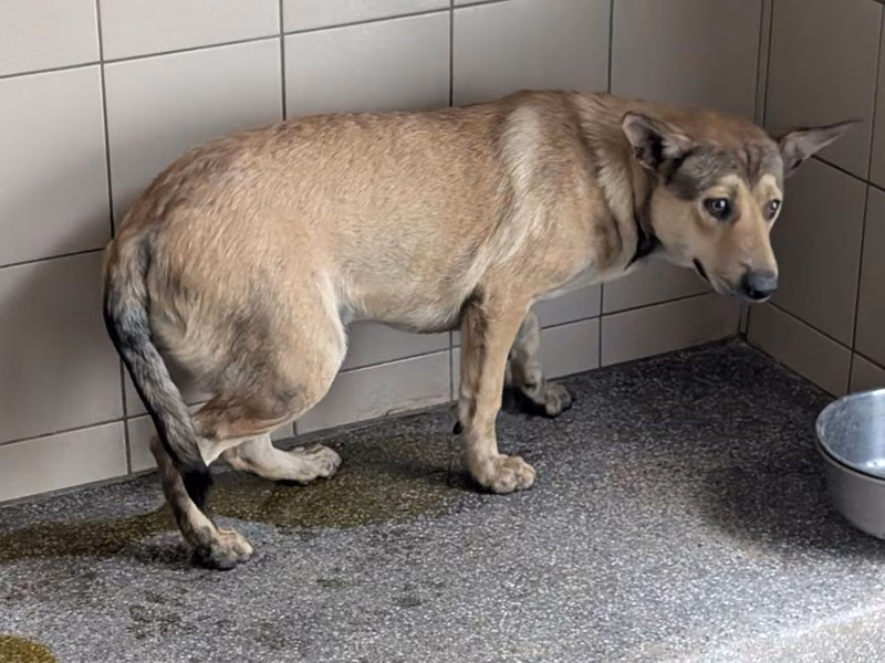 Tan adult female mixed-breed dog, Large, shelter no. …3001