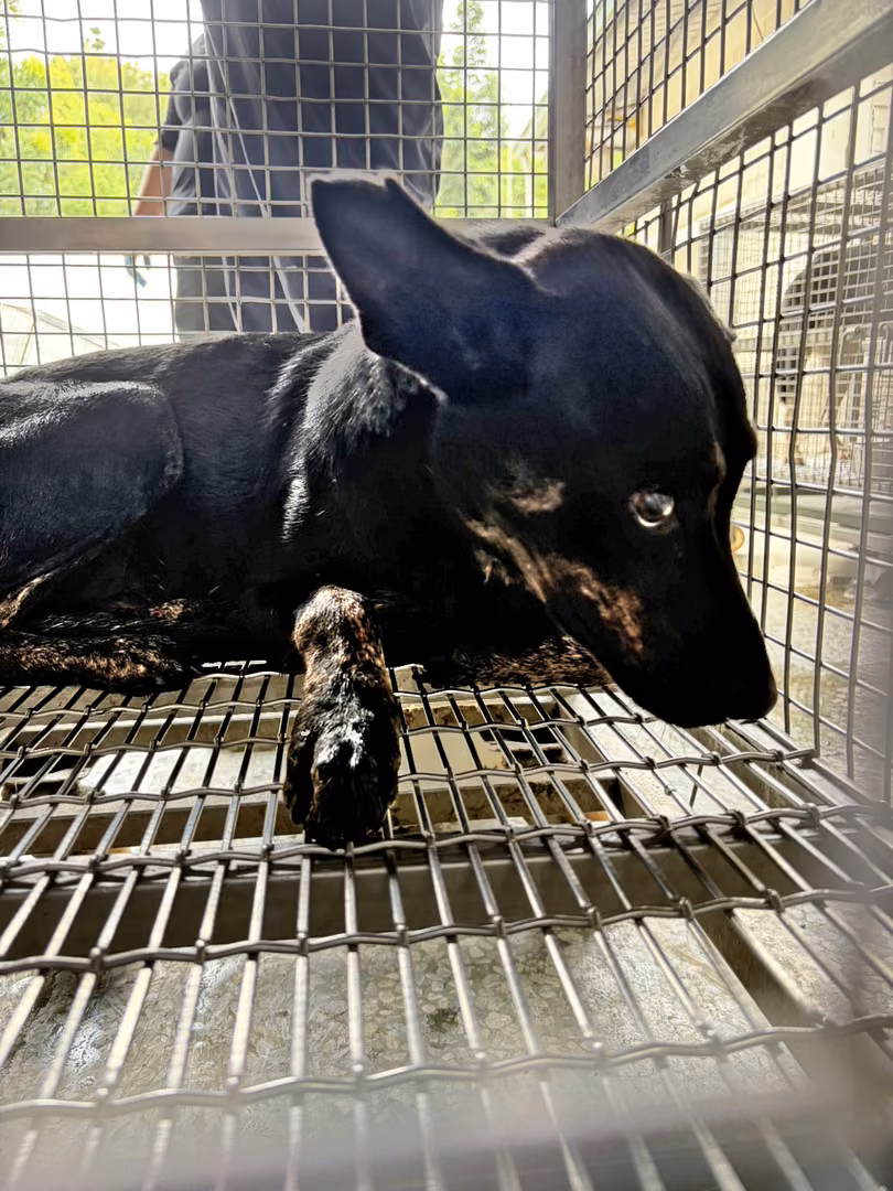 Black adult male mixed-breed dog, Medium, shelter no. …2-09