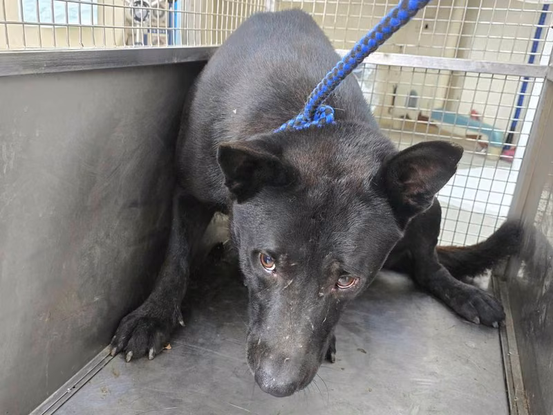 Black adult male mixed-breed dog, Medium, shelter no. …0802