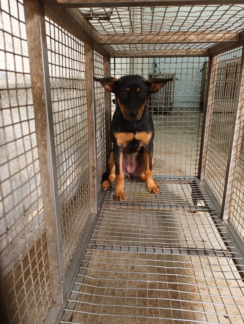 Black-and-tan adult female mixed-breed dog, Medium, shelter no. …3003