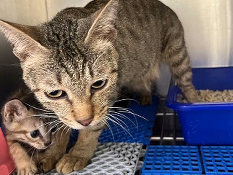 ミックス猫（メス・成猫・黒とトラ）、中型, 施設番号 …6012