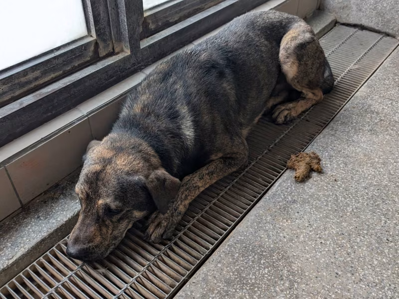 Tabby adult male mixed-breed dog, Large, shelter no. …3010