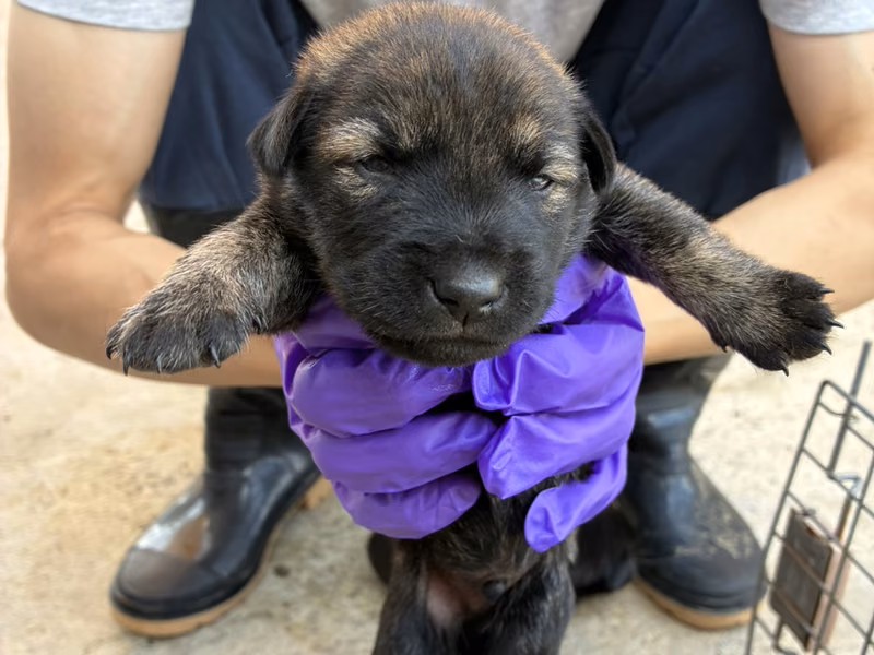 Brown-and-black young male mixed-breed dog, Small, shelter no. …6010