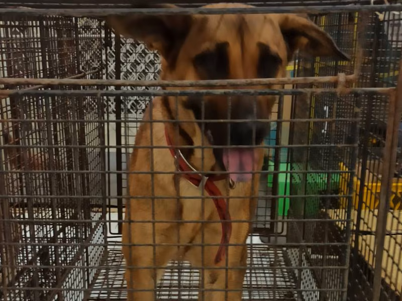 Tan adult female mixed-breed dog, Medium, shelter no. …0D03
