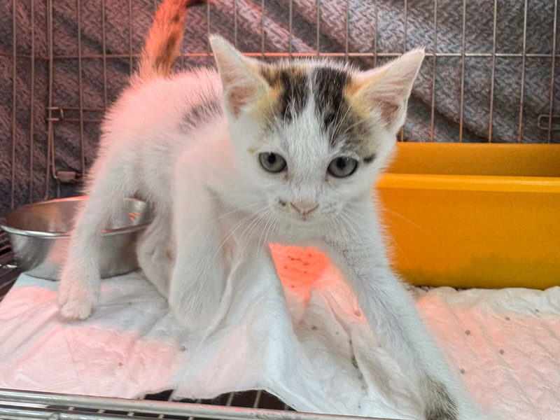 Calico young female mixed-breed cat, Small, shelter no. …5002