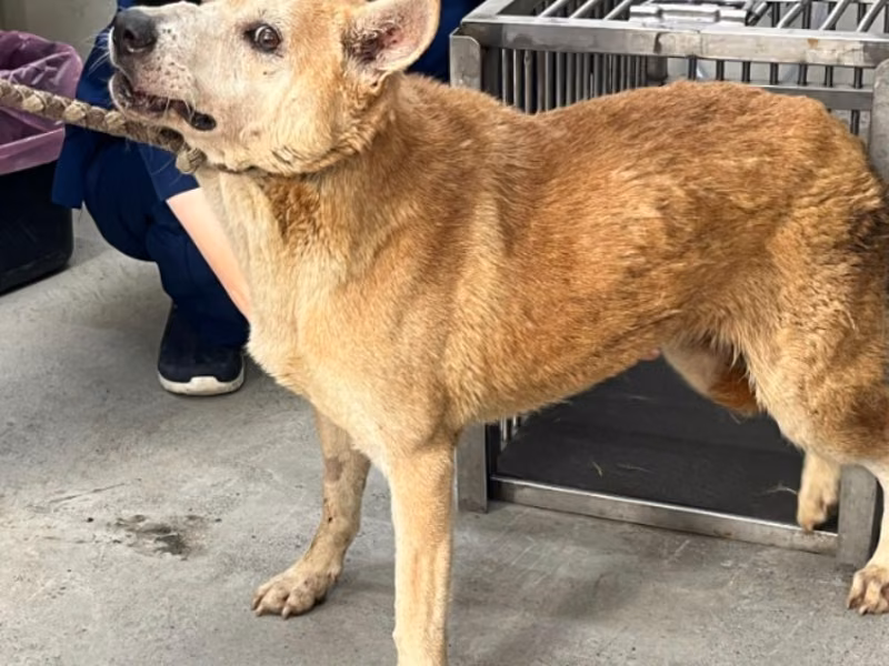 Tan adult female mixed-breed dog, Medium, shelter no. …0402