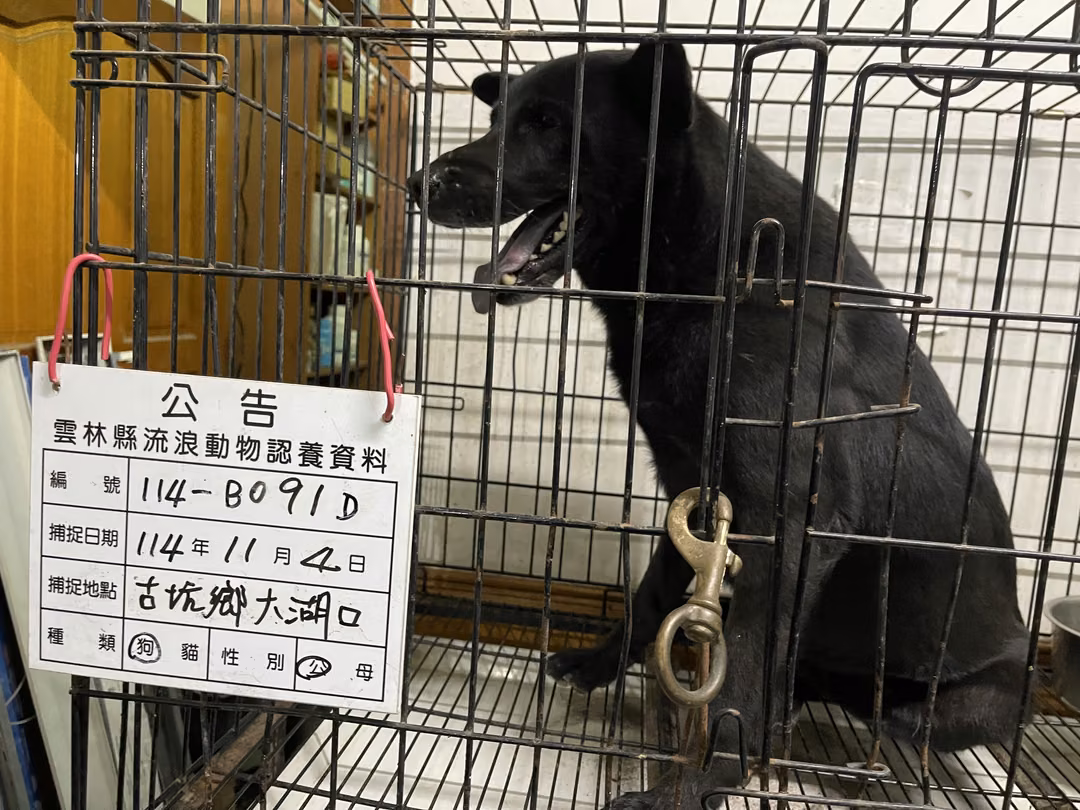 Black adult male mixed-breed dog, Large, shelter no. …091D
