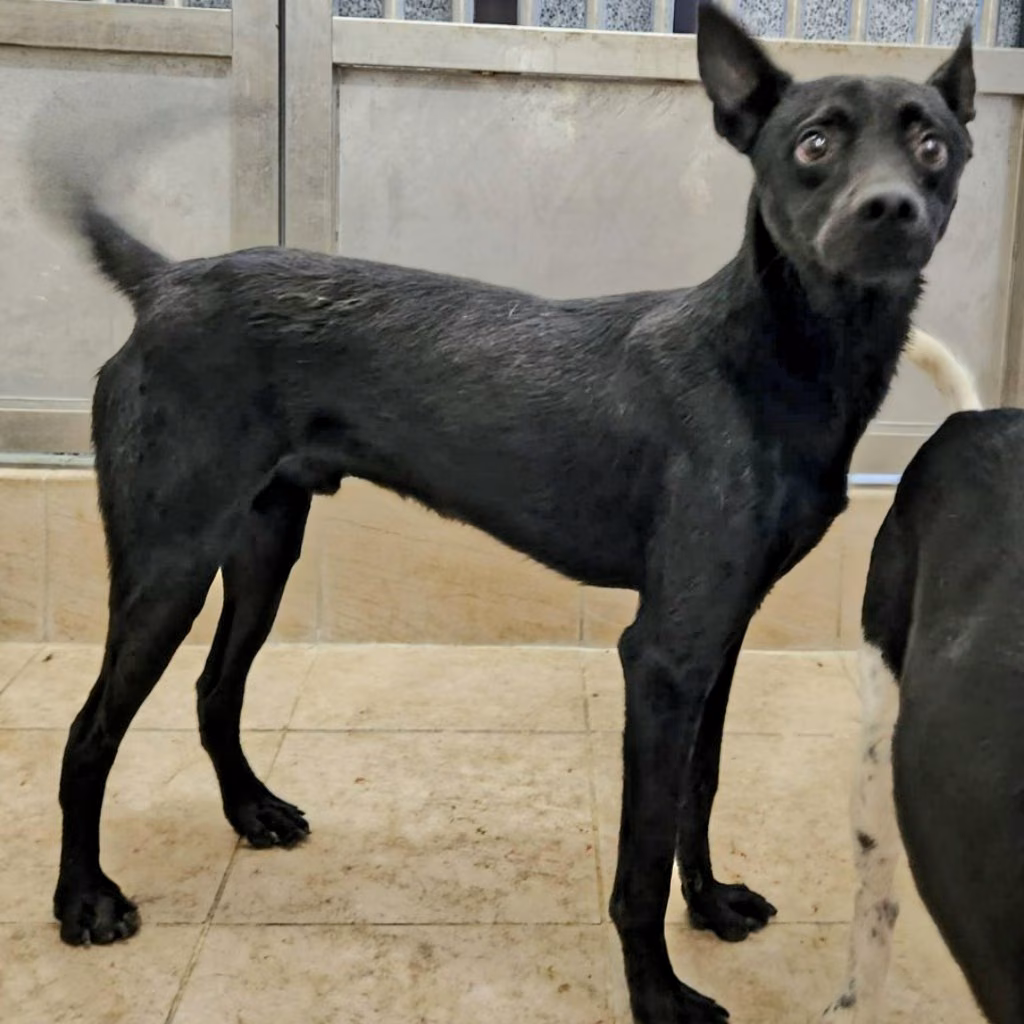 Black young male mixed-breed dog, Small, shelter no. …4003