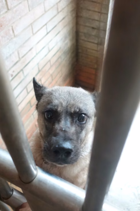 Black-and-tan adult female mixed-breed dog, Large, shelter no. …0565