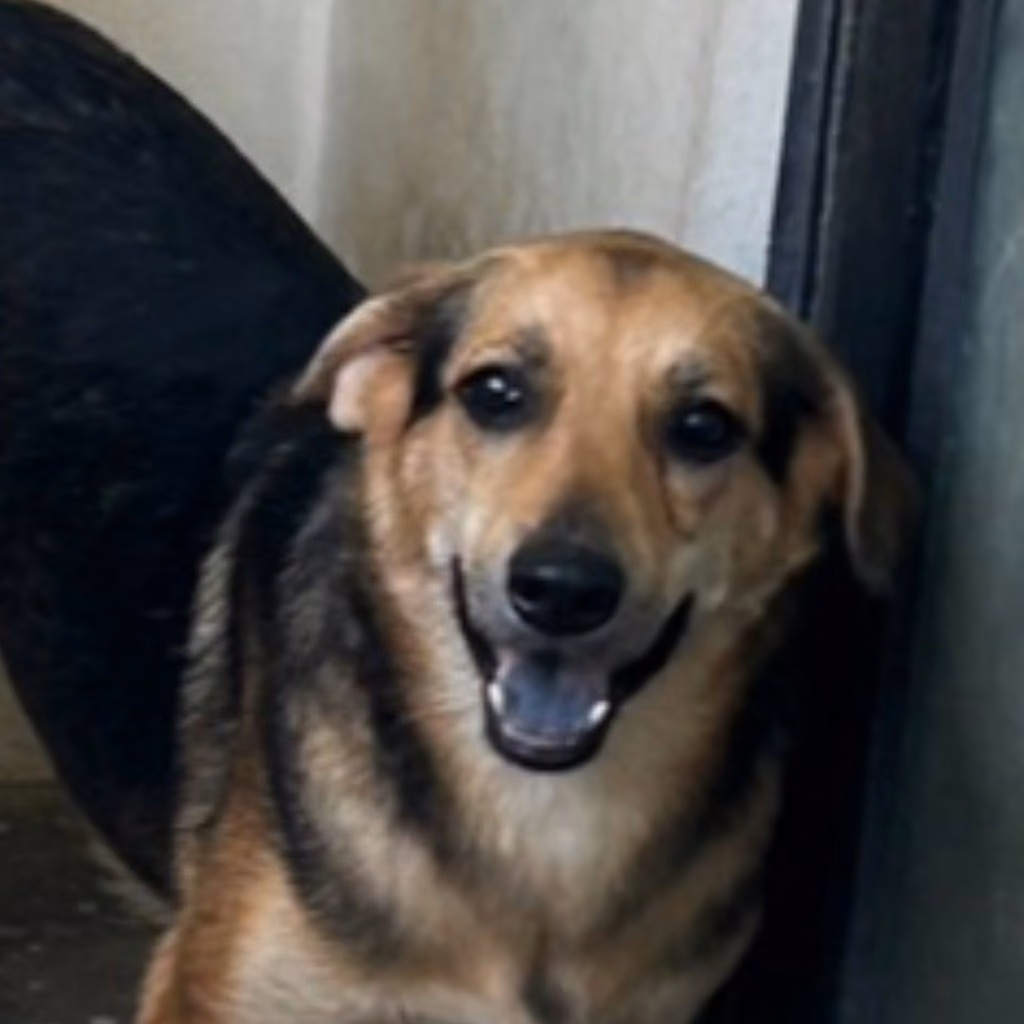 Black-and-tan adult female mixed-breed dog, Medium, shelter no. …0038