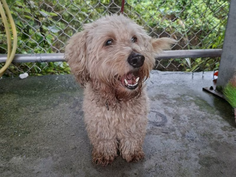 Cream adult male mixed-breed dog, Small, shelter no. …8005