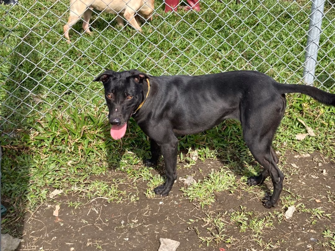Black adult female mixed-breed dog, Medium, shelter no. …0504
