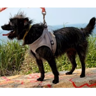 Black adult female mixed-breed dog, Small, shelter no. …5006