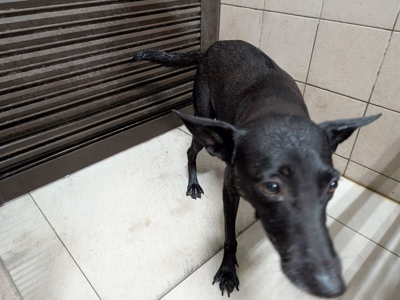 Black adult female mixed-breed dog, Large, shelter no. …1104