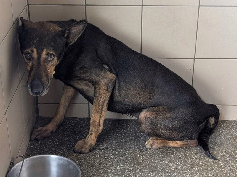 Black adult male mixed-breed dog, Large, shelter no. …2905