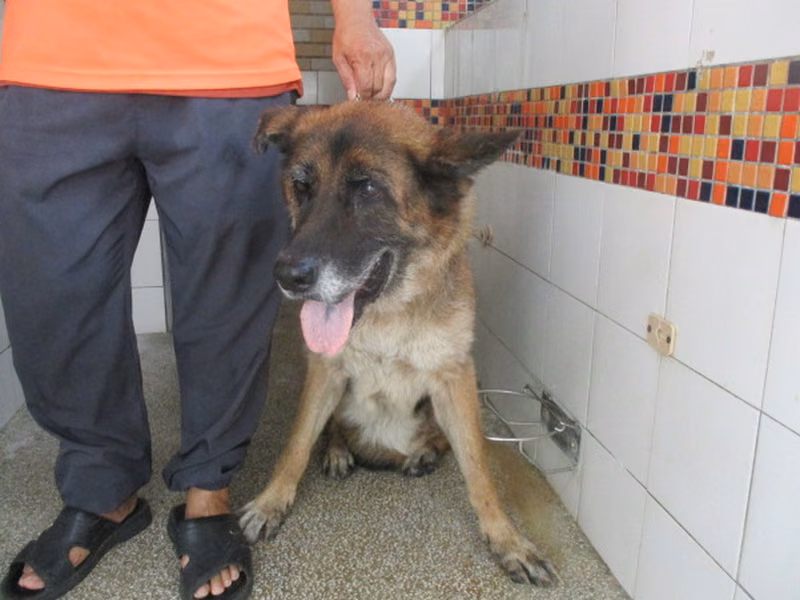 Gray adult male German Shepherd, Large, shelter no. …20B2