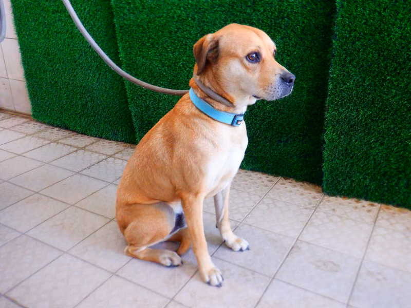 Tan adult male mixed-breed dog, Medium, shelter no. …9797