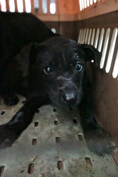 Black young male mixed-breed dog, Medium, shelter no. …0210