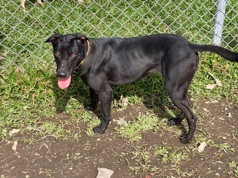 Black adult female mixed-breed dog, Medium, shelter no. …0504