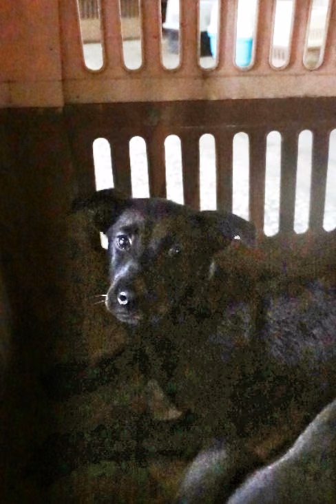 Black young female mixed-breed dog, Medium, shelter no. …0385