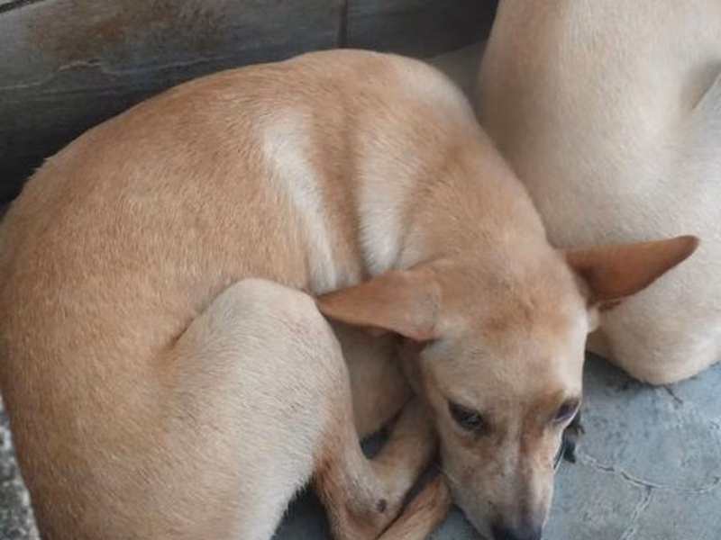 Tan adult female mixed-breed dog, Medium, shelter no. …1369