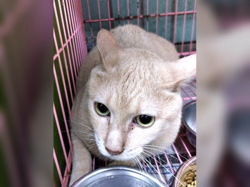Orange adult male mixed-breed cat, Large, shelter no. …1354