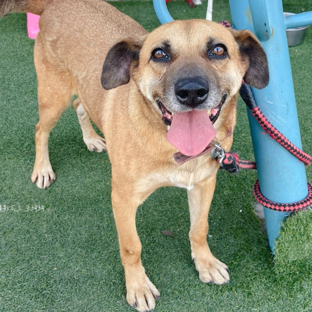 Tan adult male mixed-breed dog, Medium, shelter no. …0-07