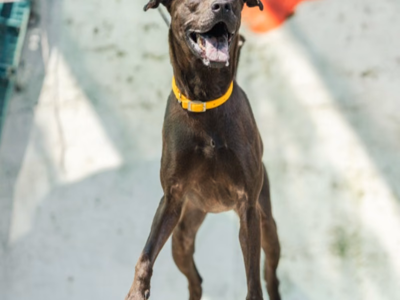 Black adult female mixed-breed dog, Medium, shelter no. …5002