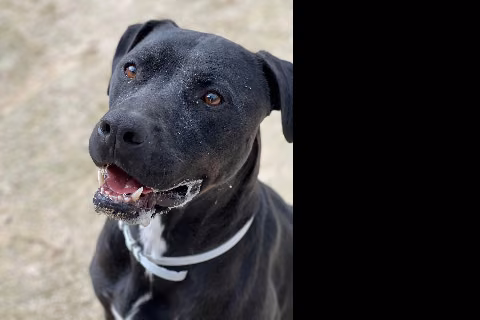 Almunio, Adult · Male · Large · American Staffordshire Terrier