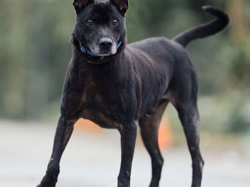 Black adult male mixed-breed dog, Medium, shelter no. …9002