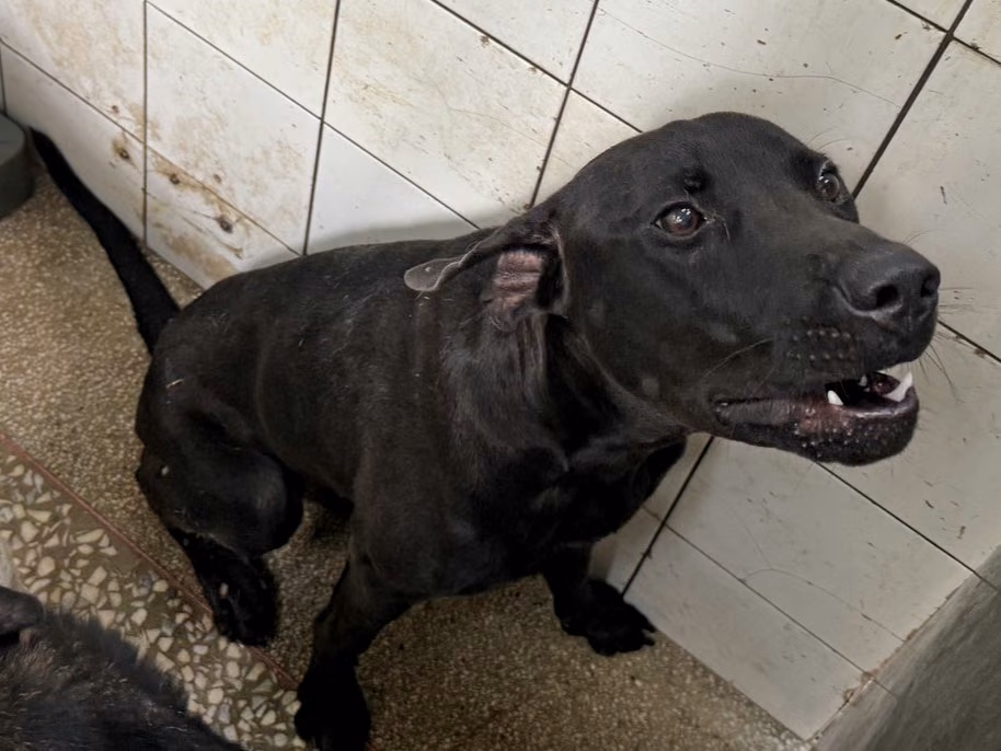 Black adult male mixed-breed dog, Large, shelter no. …3A24