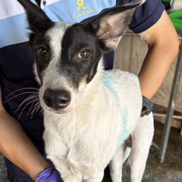 Black-and-white adult male mixed-breed dog, Medium, shelter no. …9-08