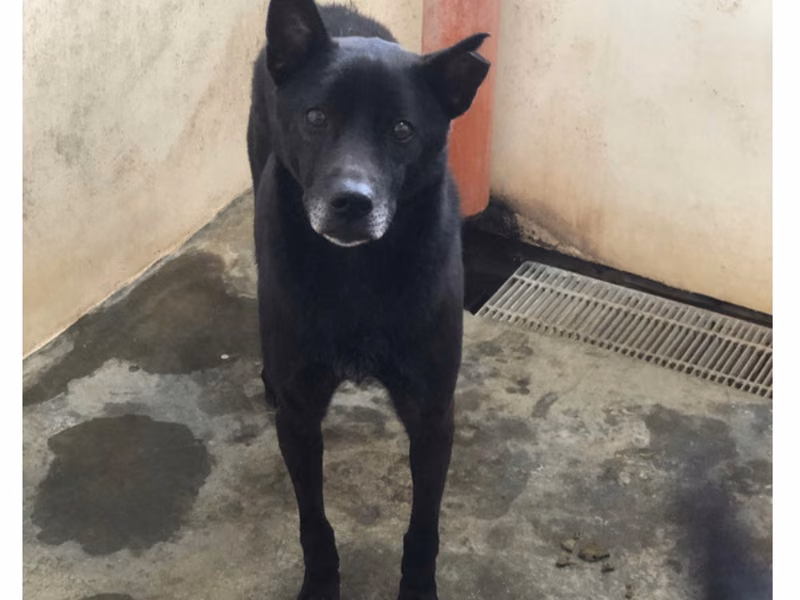 Black adult male mixed-breed dog, Large, shelter no. …7031