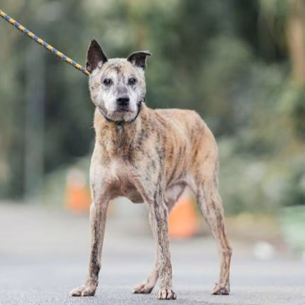 Tabby adult male mixed-breed dog, Medium, shelter no. …9003