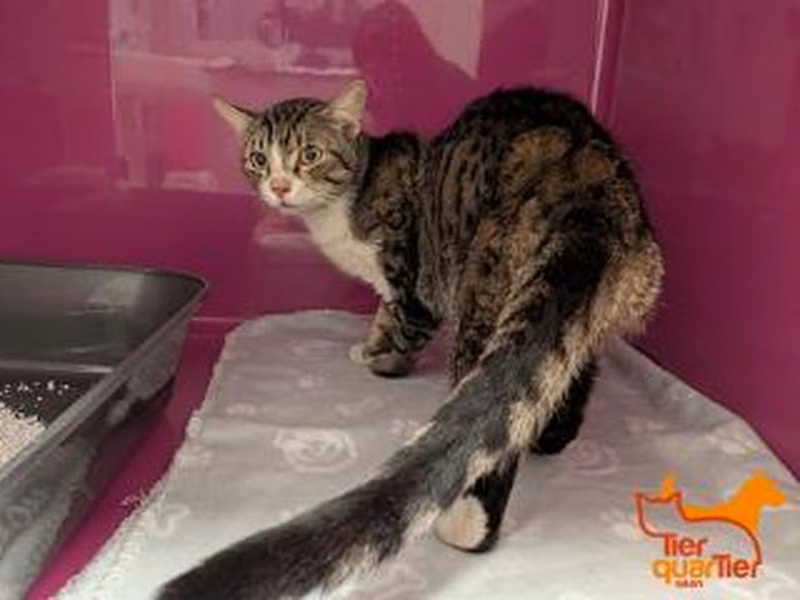 Brown tabby young male European Shorthair, shelter no. …3936