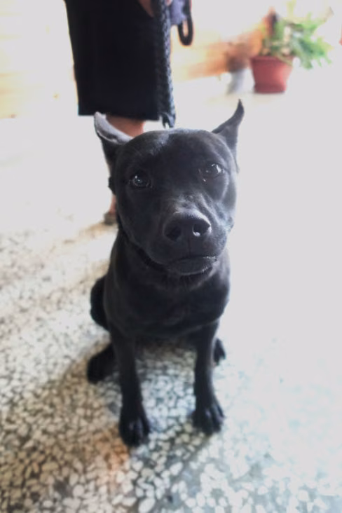 Black adult female mixed-breed dog, Large, shelter no. …0349