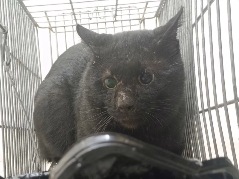 Black adult male mixed-breed cat, Medium, shelter no. …2902