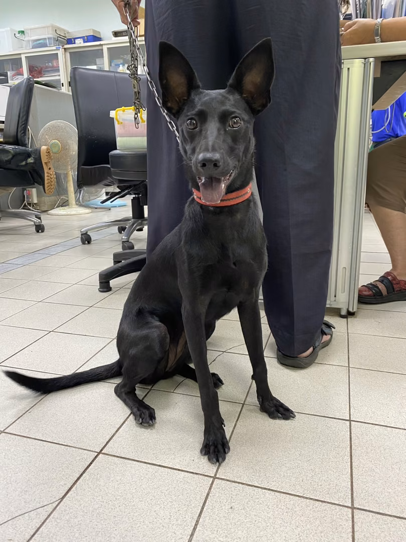 Black adult female mixed-breed dog, Medium, shelter no. …6002