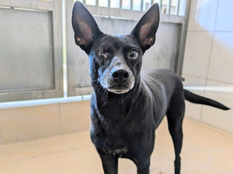 Black adult female mixed-breed dog, Medium, shelter no. …7003