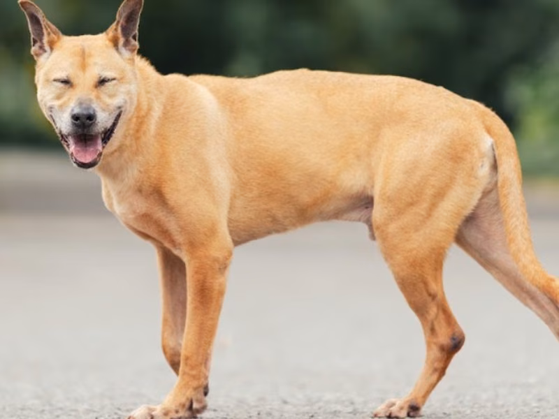 Tan adult male mixed-breed dog, Medium, shelter no. …1005