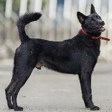 Black adult male mixed-breed dog, Medium, shelter no. …2001