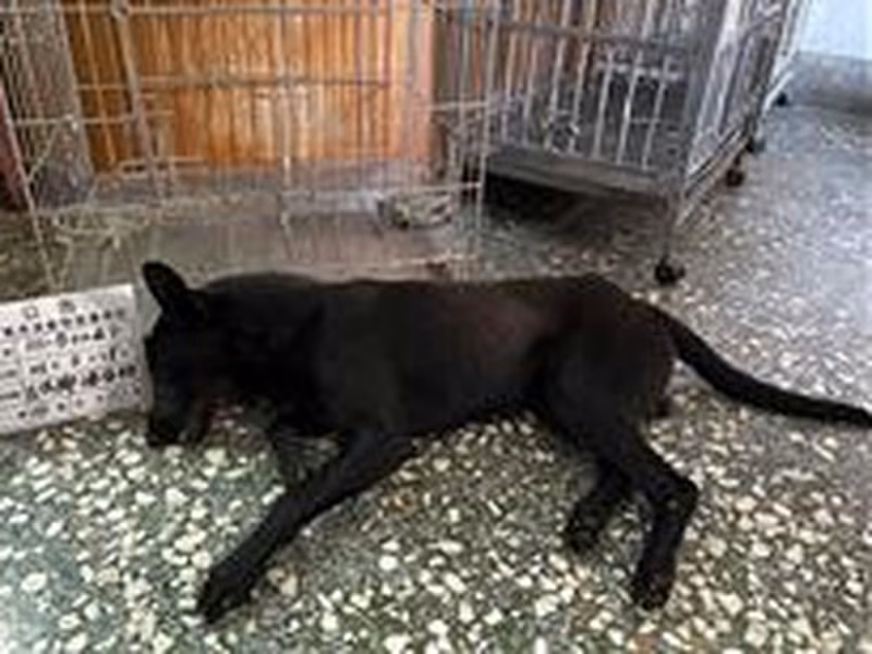 Black adult male mixed-breed dog, Large, shelter no. …004D