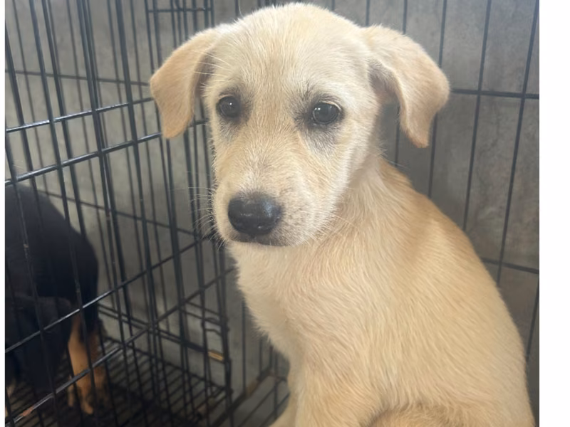 Tan-and-white young male mixed-breed dog, Medium, shelter no. …9026