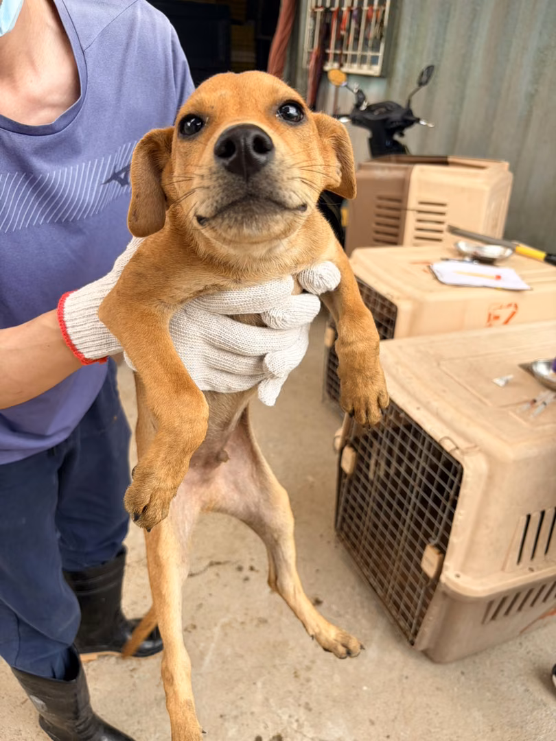 Tan young male mixed-breed dog, Small, shelter no. …5003